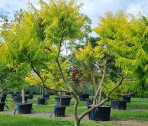 Rhus typhina 'Tiger Eyes' - Fluweelboom - Afbeelding 2