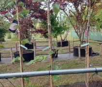 Beveerde boom, uitlopend blad Magnolia 'Felix Jury'