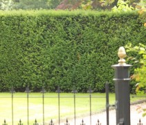 Taxus baccata volwassen haag