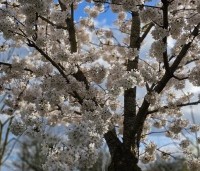 Prunus x yedoensis  - Yoshinokers - 1