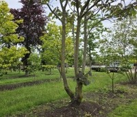 Catalpa erubescens 'Purpurea' - Purperkleurige trompetboom - 1