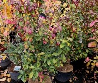Parrotia persica 'Persian Spire' - Perzisch IJzerhout 'Persian Spire' - nazomer