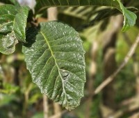 Eriobotrya japonica - Japanse Wolmispel - 2