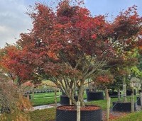 Acer palmatum 'Sumi-Nagashi' - Japanse Esdoorn 'Sumi-Nagashi' - 1