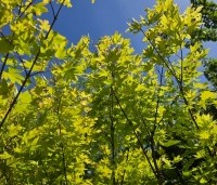 Acer palmatum 'Orange Dream' - Japanse Esdoorn 'Orange Dream' - 1