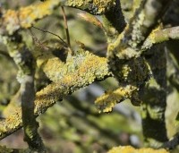 Carpinus betulus - Haagbeuk - 1