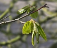 Carpinus betulus - Haagbeuk - 2