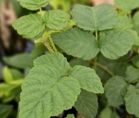 Rubus 'Tayberry' - Taybes - 1
