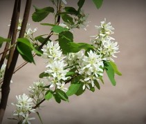 Amelanchier Obelisk