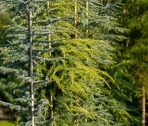 Cedrus