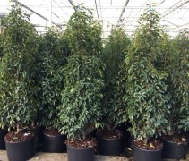 Prunus lusitanica 'Augustifolia'