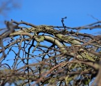 Ulmus 'Camperdownii' - Prieel-iep - 5