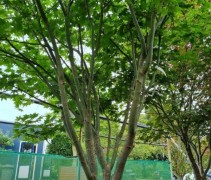 Acer palmatum 'Saoshika'
