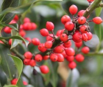 Ilex aquifolium JC van Tol bes