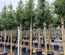 Prunus lusitanica 'Augustifolia'