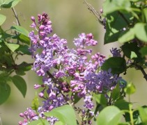 Syringa hyacinthiflora 'Lavender Lady'