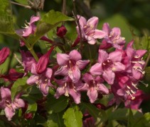Weigela 'Bristol Ruby'