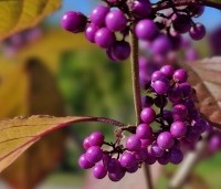 Callicarpa bodinieri 'Profusion' - Schoonvrucht - paarse bessen in oktober