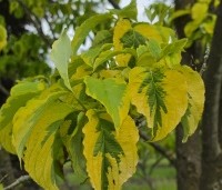 Cornus florida 'Rainbow' - bontbladige cornus - 1