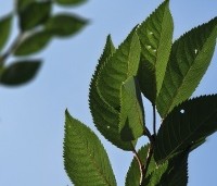 Prunus x subhirtella 'Autumnalis Rosea' - Winterkers - 1