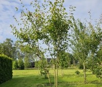 Amelanchier laevis 'Snowflakes' - Krentenboompje - blad in juni
