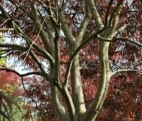 Acer palmatum 'Atrolineare' - Japanse esdoorn 'Atrolineare' - 5