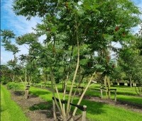 Rhus typhina - Fluweelboom - 1
