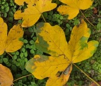 Acer campestre 'Green Column' - Zuilvormige veldesdoorn - 1