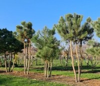 Pinus nigra 'Nigra' - Oostenrijkse den - meerstammige bomen op de kwekerij in Apeldoorn