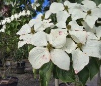 cornus kousa var chinensis - cornus kousa var chinensis - 1