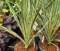 Yucca filamentosa 'Bright Edge' - Palmlelie 'Bright Edge' - 1