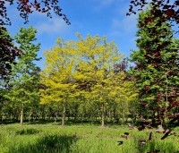 Gleditsia triacanthos 'Sunburst' - Valse christusdoorn - 3