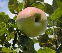 Malus dom. 'Zigeunerin' - Malus dom. 'Zigeunerin' - 2