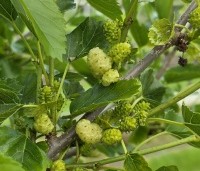 Morus alba 'White Berry' - Witte moerbei vruchtboom - juli 2026 kwekerij THB Apeldoorn