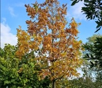 Quercus frainetto - Hongaarse eik - 2