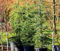 Cedrus deodara Glauca Robusta / Himalayaceder 'Robusta Glauca'