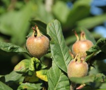 Mespilus germanica