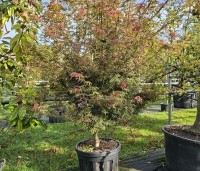 Acer palmatum 'Jerre Schwartz' - Japanse Esdoorn 'Jerre Schwartz' - oktober 2024