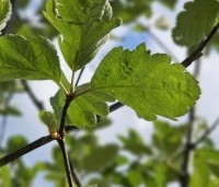 Sorbus intermedia - Lijsterbes - 2