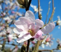 Magnolia loebneri 'Leonard Messel' open bloem
