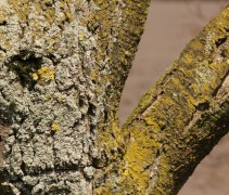Prunus domestica stam