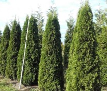 Thuja occidentalis Smaragd