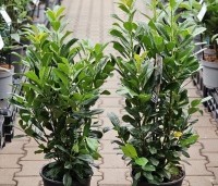 Prunus laurocerasus 'Bonaparte' - haaglaurier met gekleurde uitloop van het jonge blad. - 2