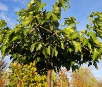 Morus alba 'Fruitless' - Moerbei - blad in november
