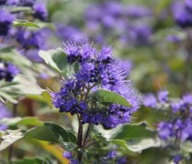 Caryopteris clandonensis 'Grand Blue'
