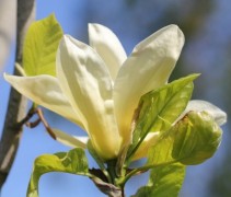 Magnolia Elizabeth met witte grote bloem