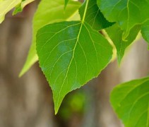 Populus nigra