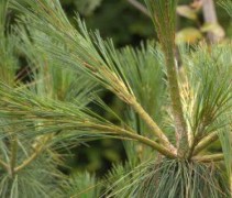 Weymouthden 'Pendula' top van de boom