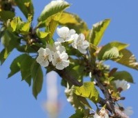 Prunus avium 'Bigarreau Napoleon' - Prunus avium 'Bigarreau Napoleon' - 4