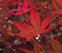 Acer palmatum 'Fireglow' - Japanse Esdoorn 'Fireglow' - 1